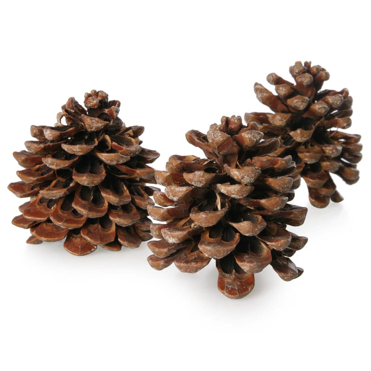 Pinus pinea natur medium