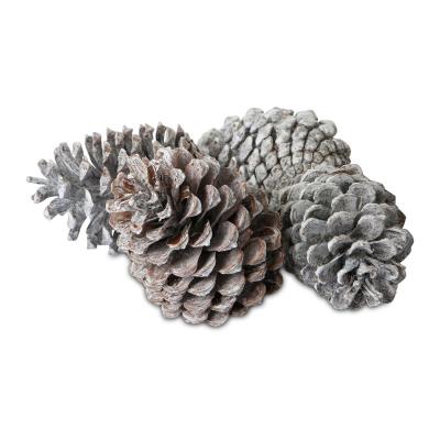 Pinus Maritima Mix white washed