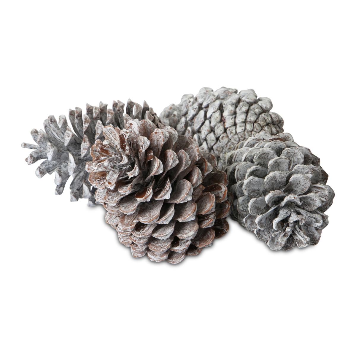 Pinus Maritima Mix white washed