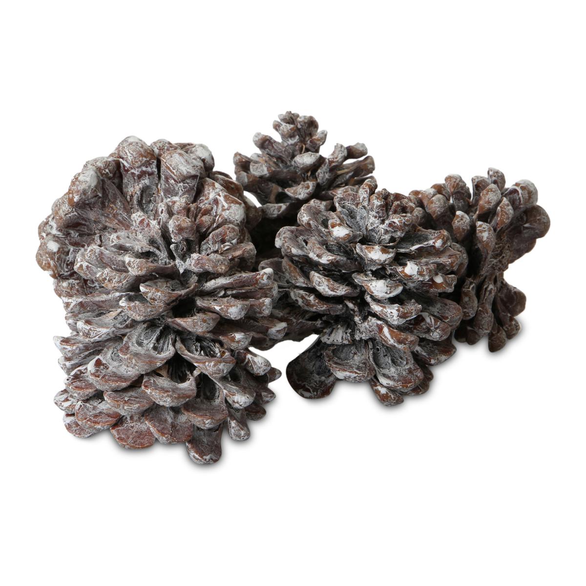 Pinus Pinea Mix/Medium white washed