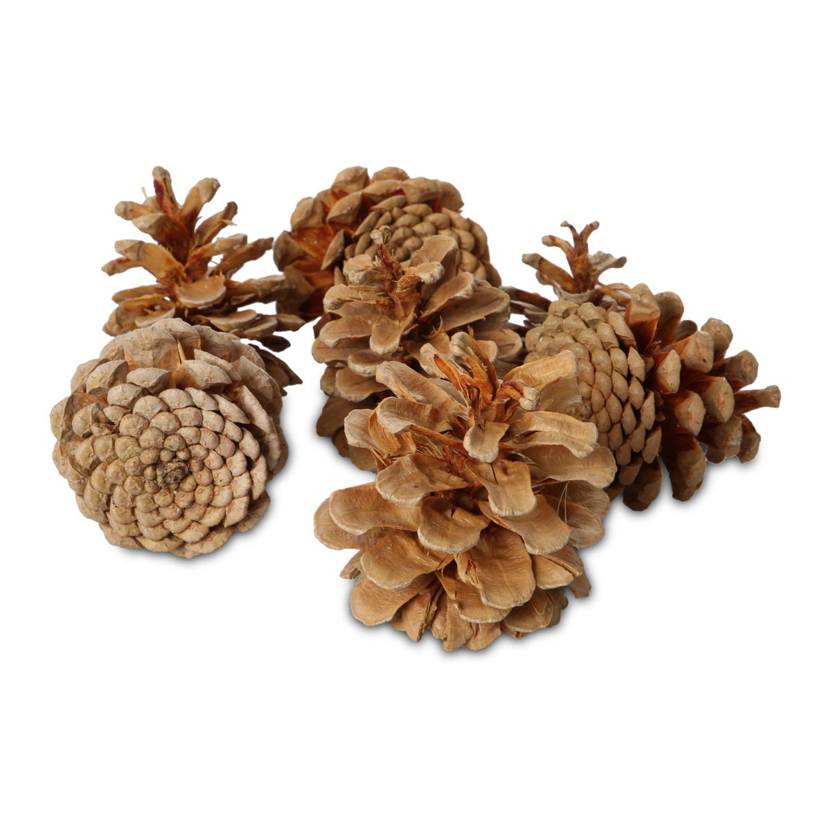 Pinus Nigra gebleicht