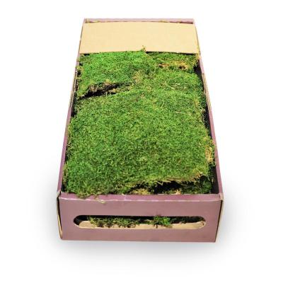 Moos stabilisiert grün