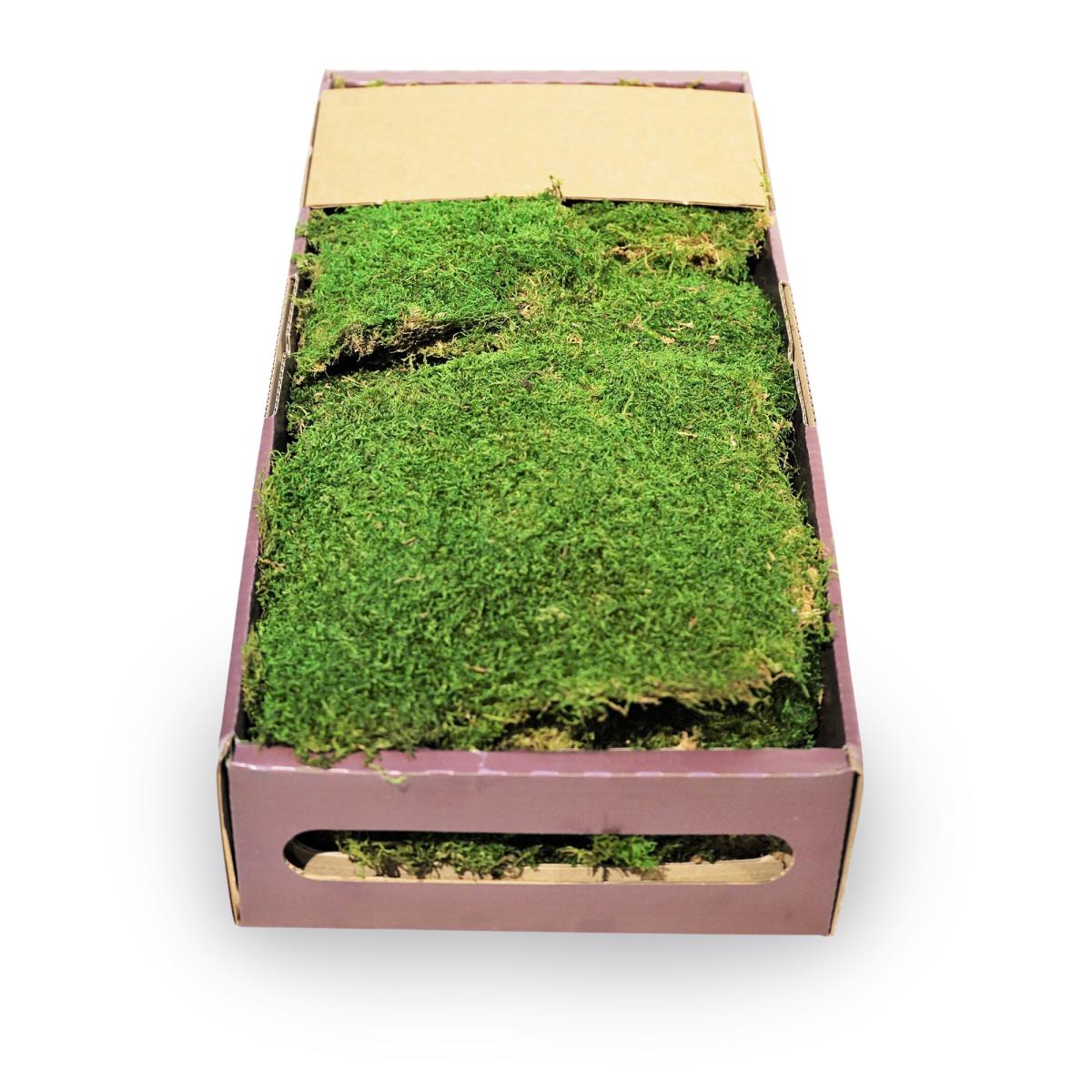 Moos stabilisiert grün