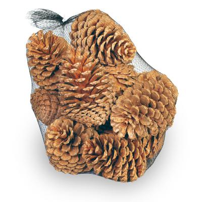 Pinus Maritima mix bleached