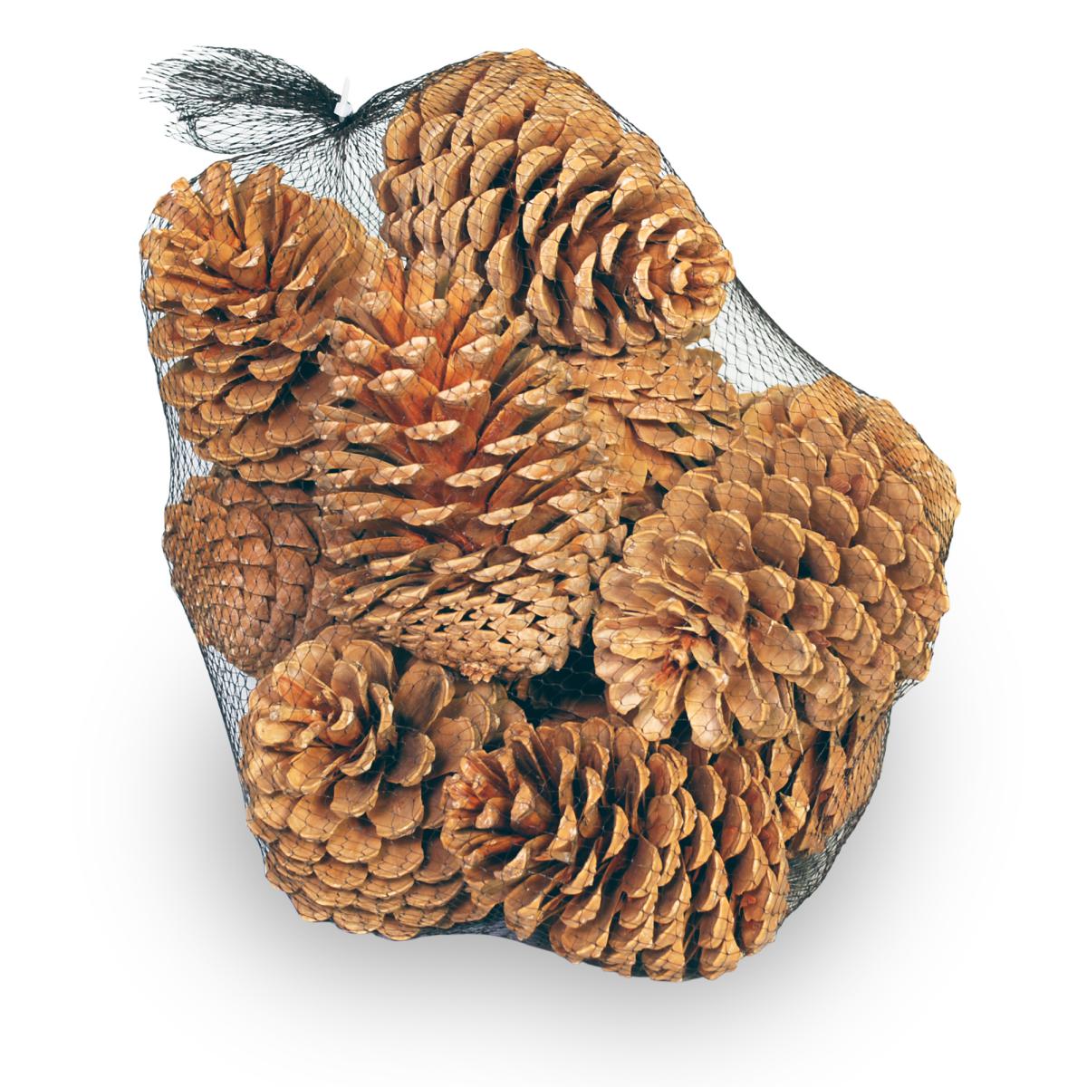 Pinus Maritima mix bleached