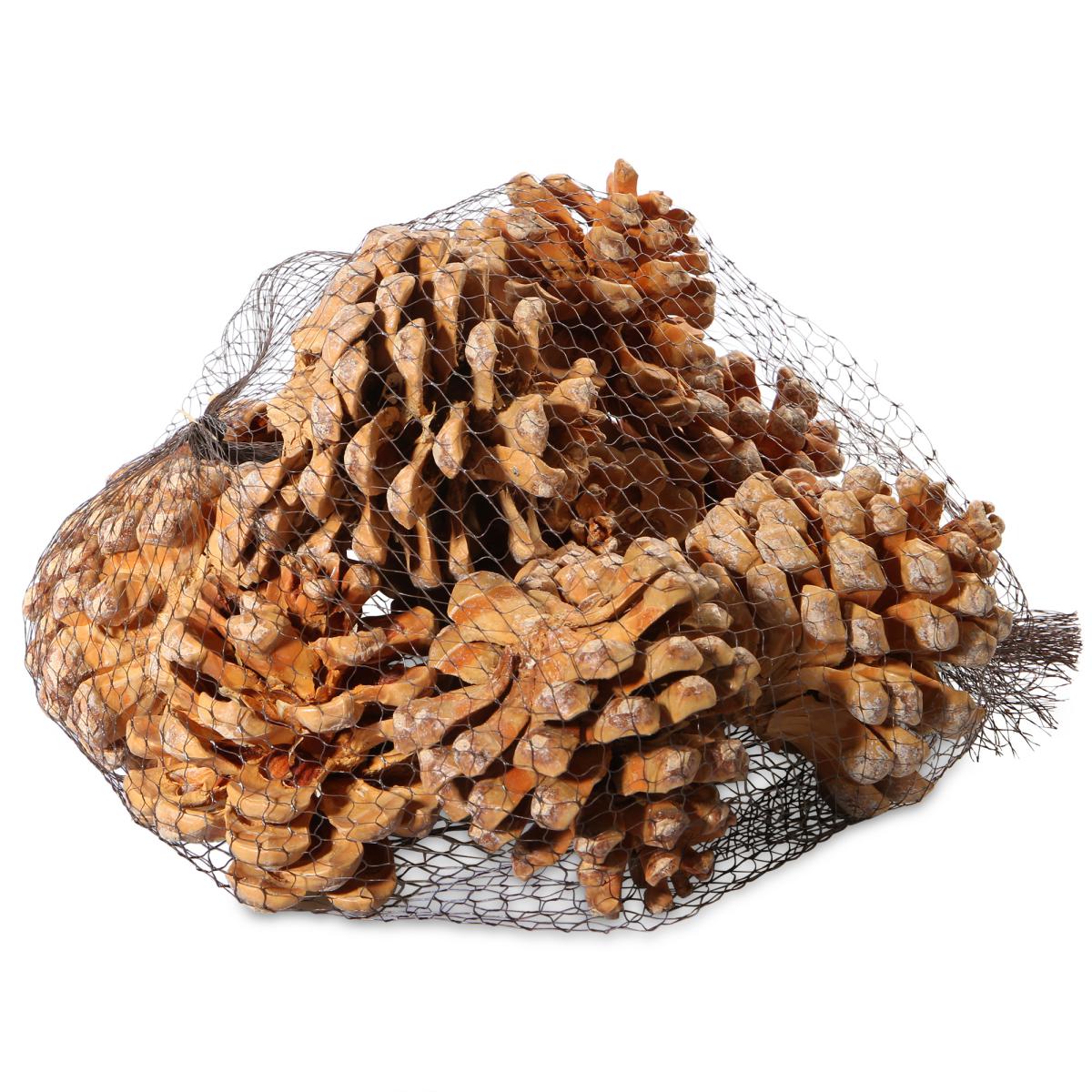 Pinus Pinea mix bleached