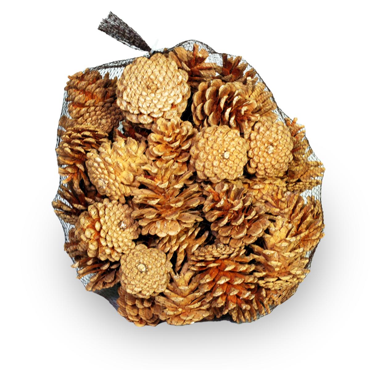 Pinus Nigra bleached