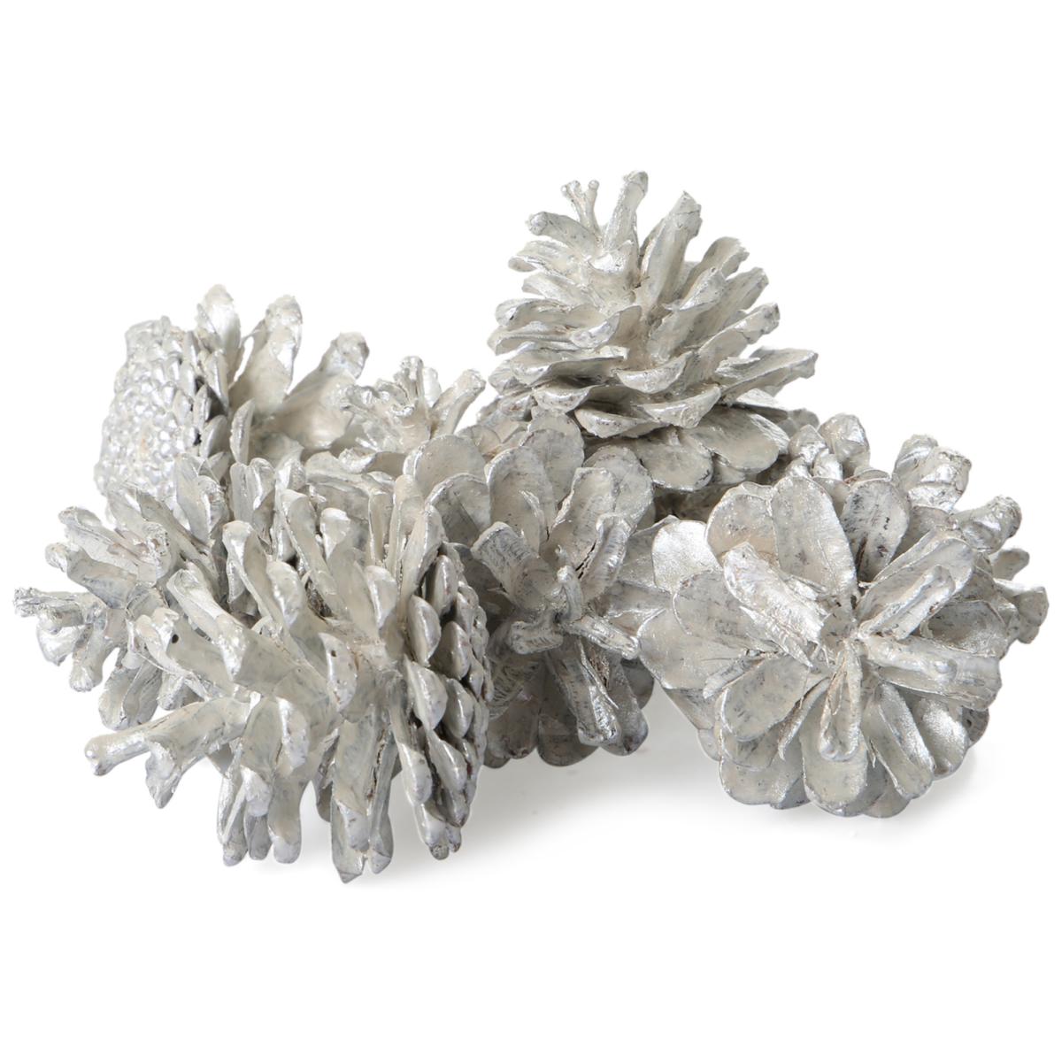 Pinus Nigra pearly weiß