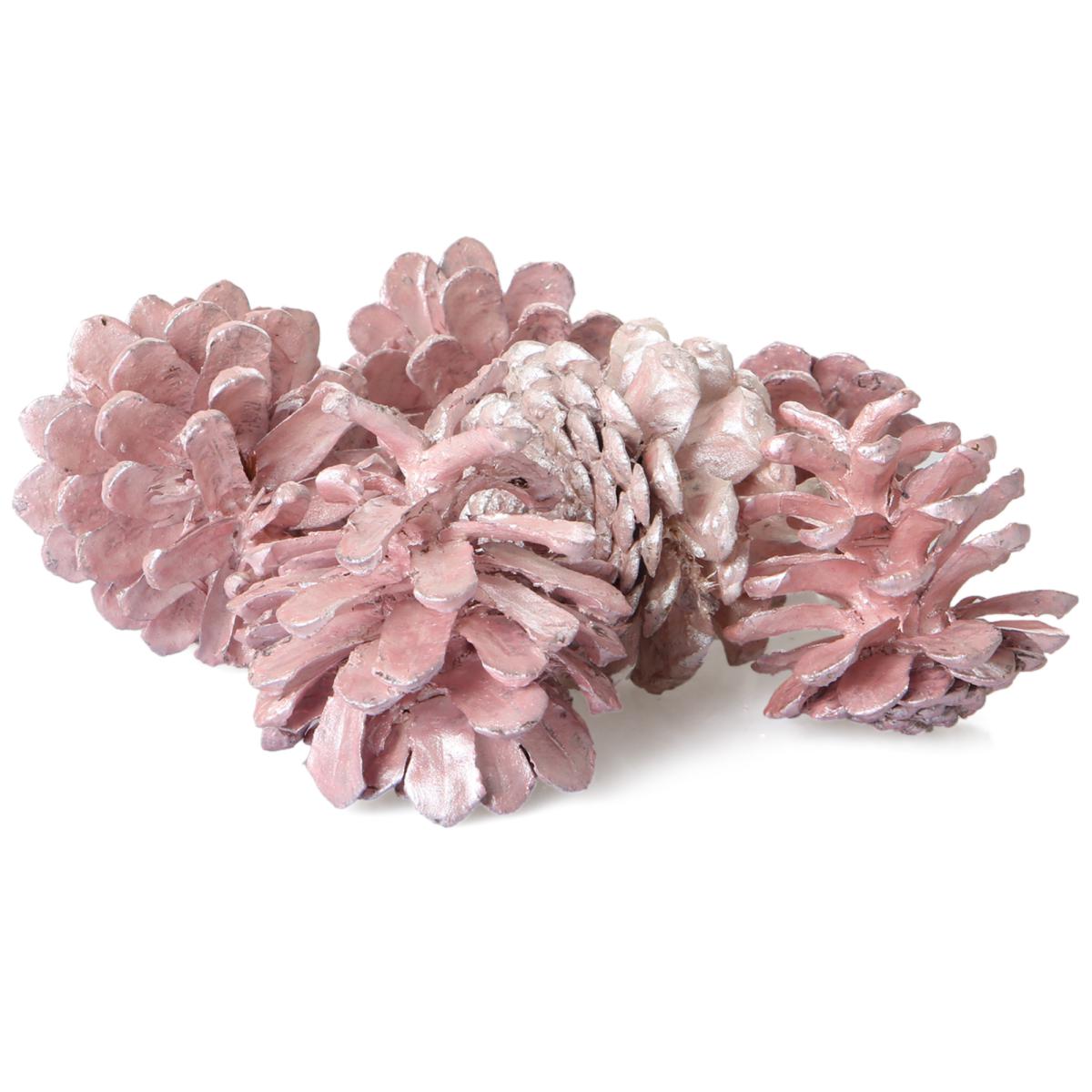 Pinus Nigra pearly pink