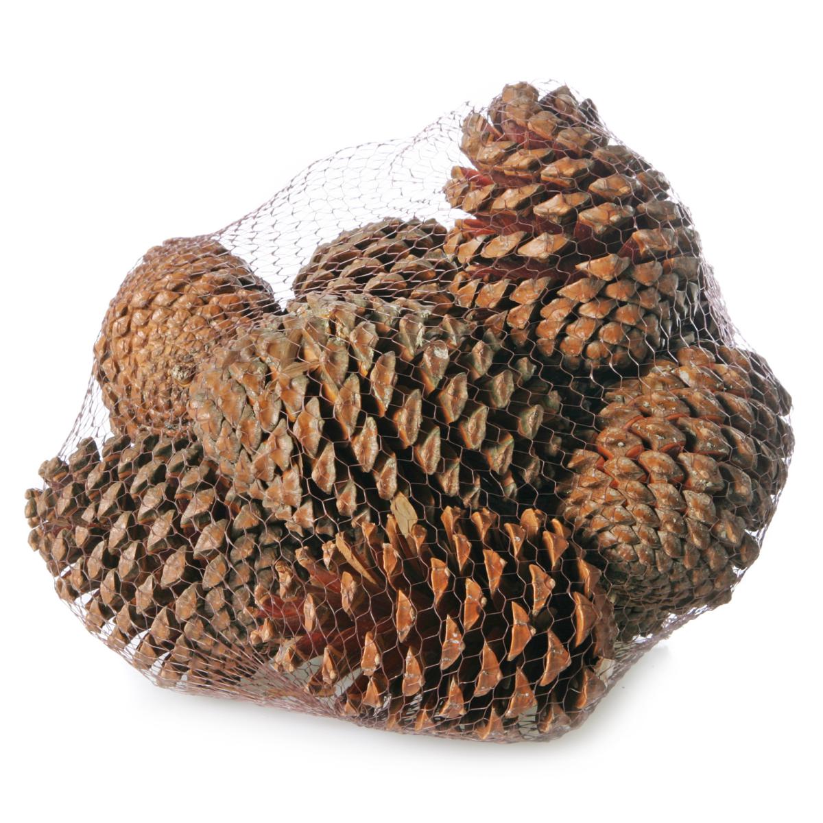 Pinus Maritima natur/Netz