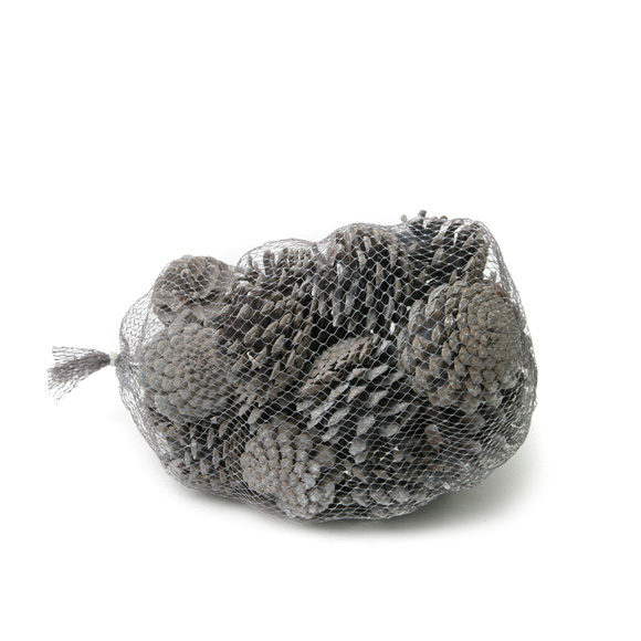 Pinus Nigra white washed