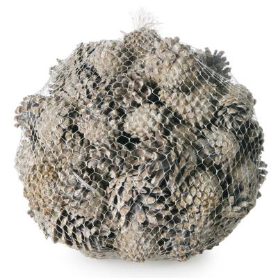 Pinus Silvestris White washed