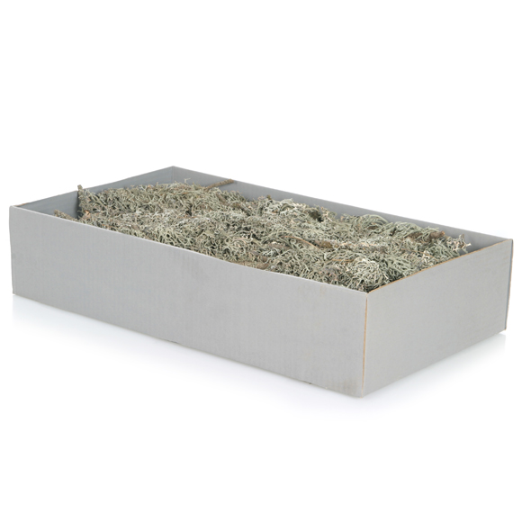 Graumoos mit Zweigen