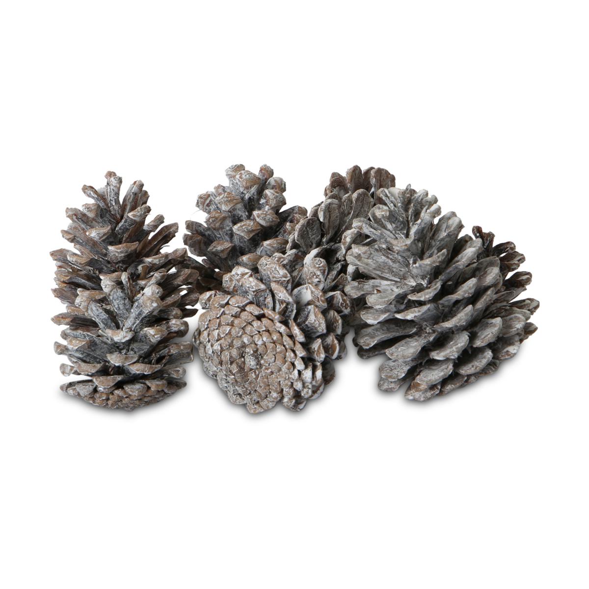 Pinus Nigra white washed