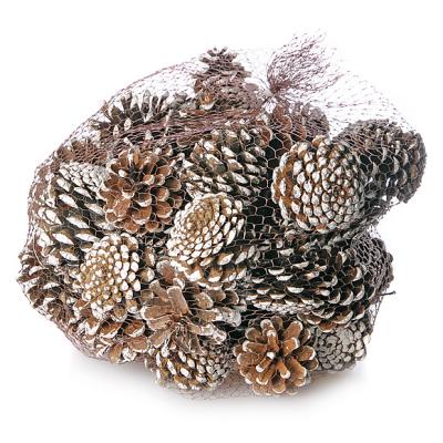 Pinus Nigra white tipped/Netz