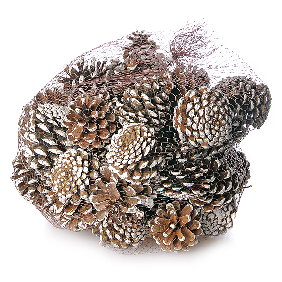 Pinus Nigra white tipped/Netz