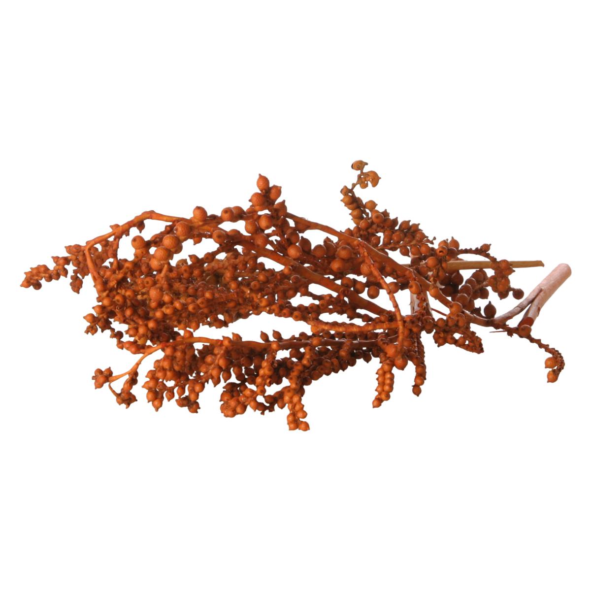 Canella Spezial farbig orange