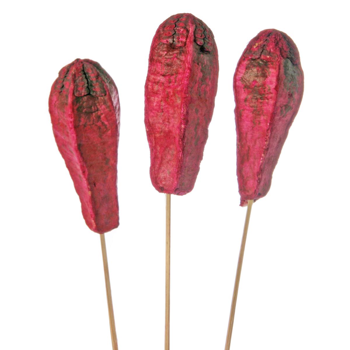 Mehogani farbig gestielt rot