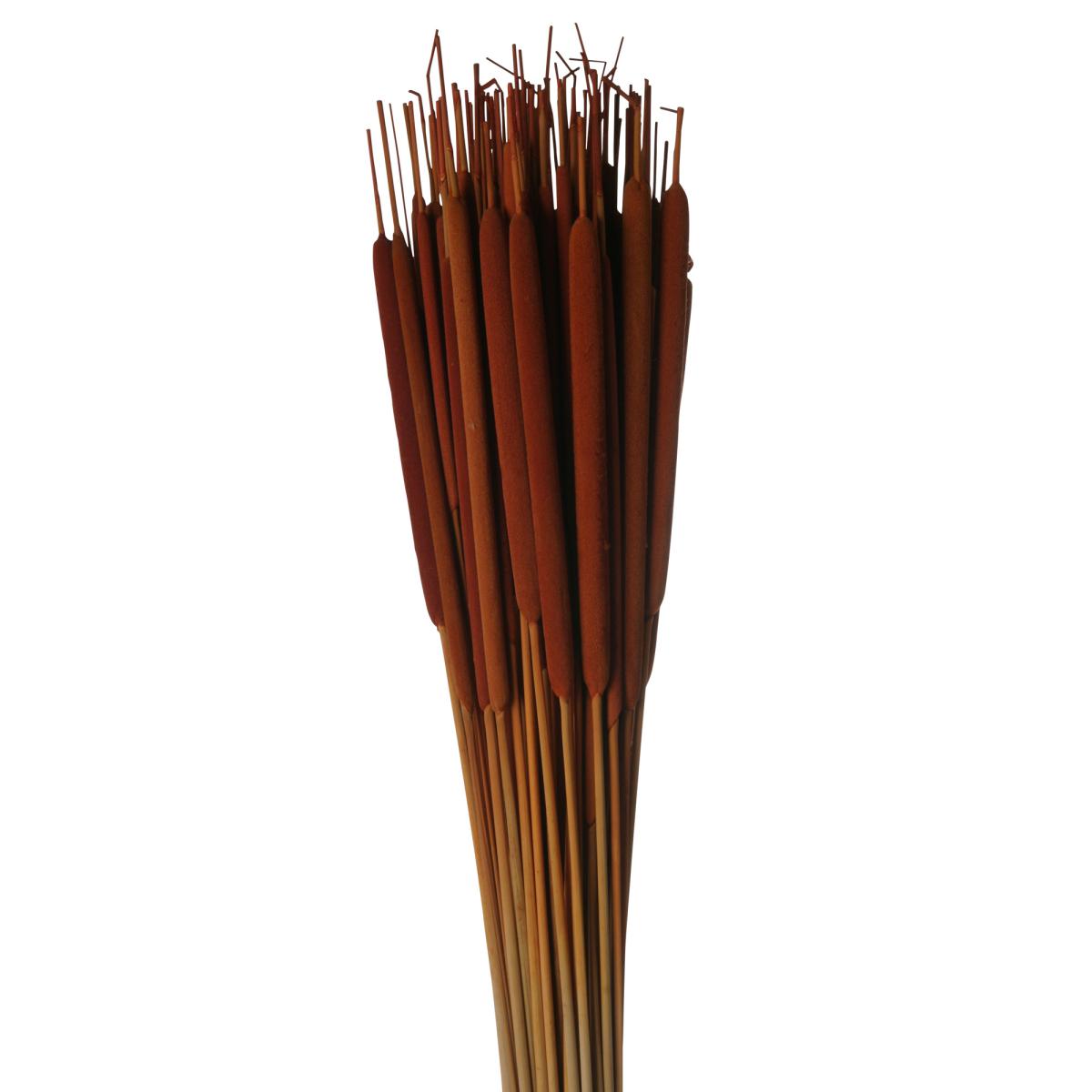 Schilfkolben farbig orange