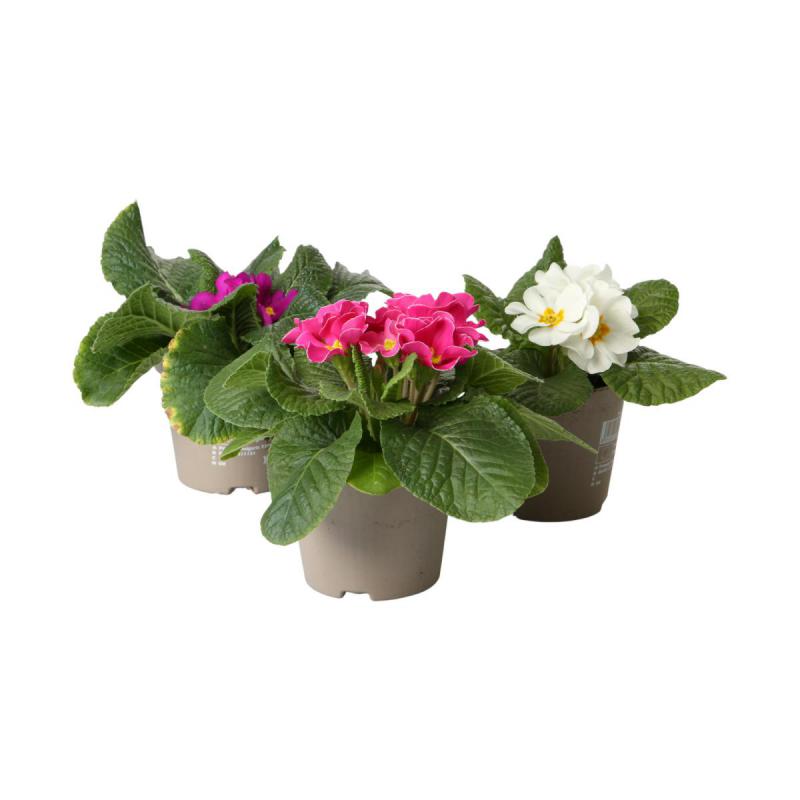 Primula acaulis T 10