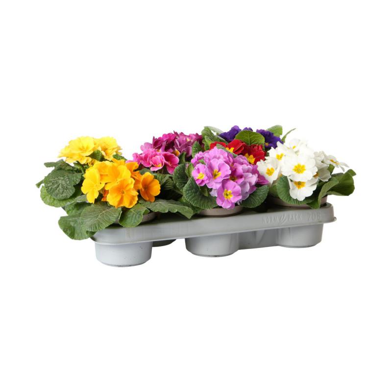 Primula acaulis T 10