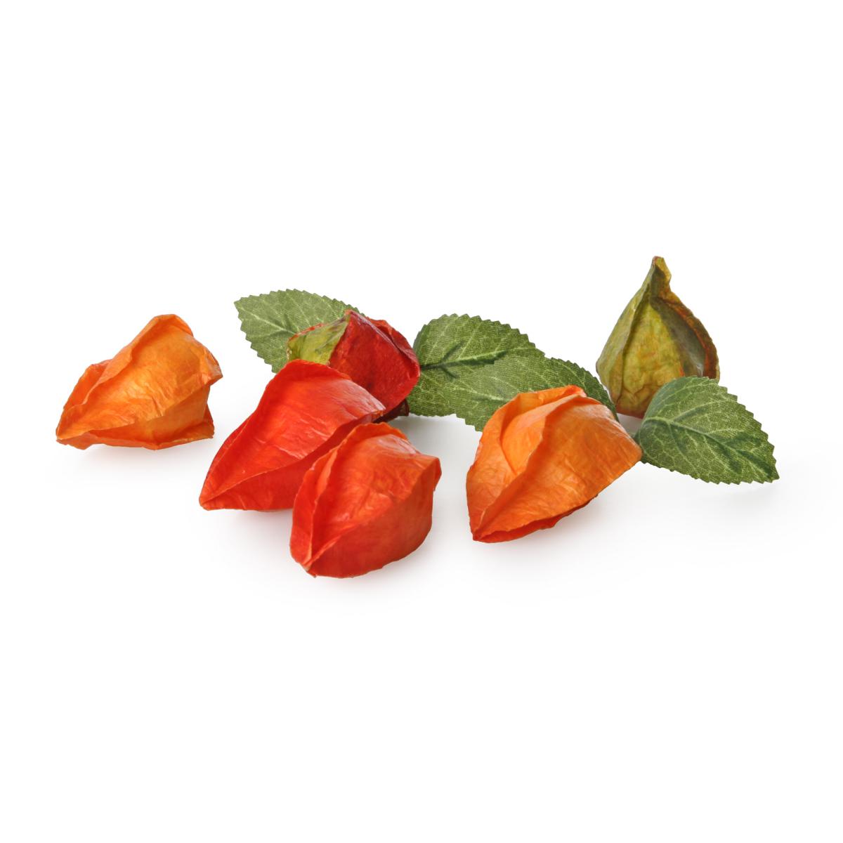 Physalis