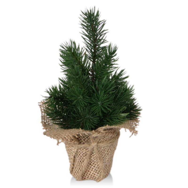 Mini-Tannenbaum im Topf