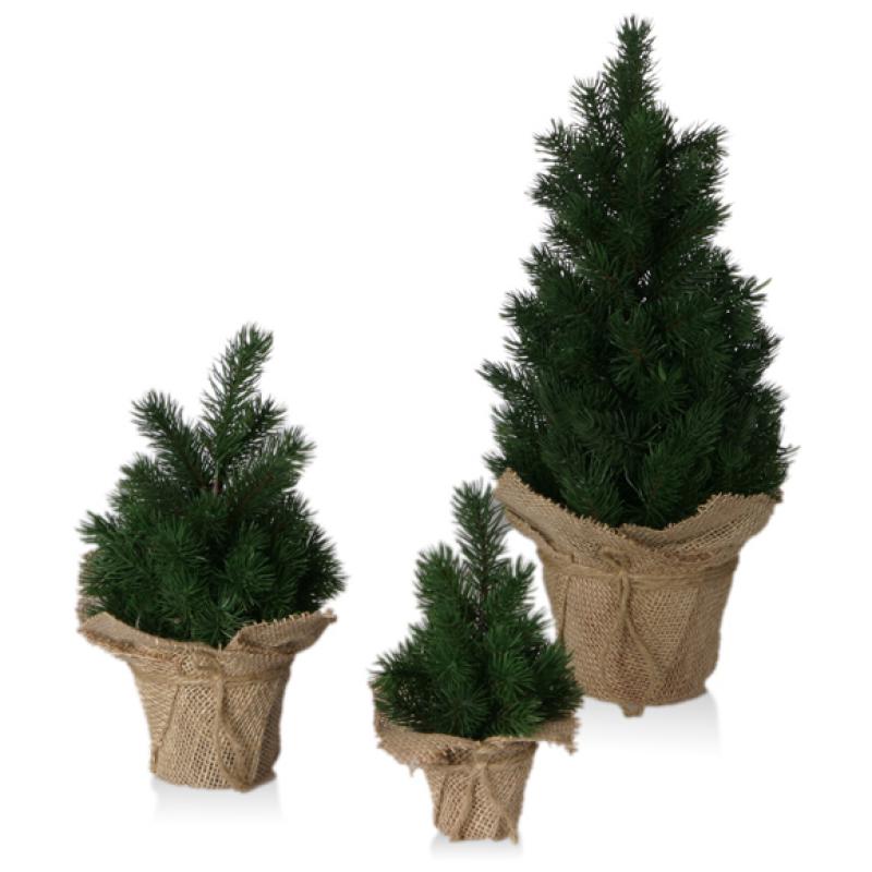 Mini-Tannenbaum im Topf