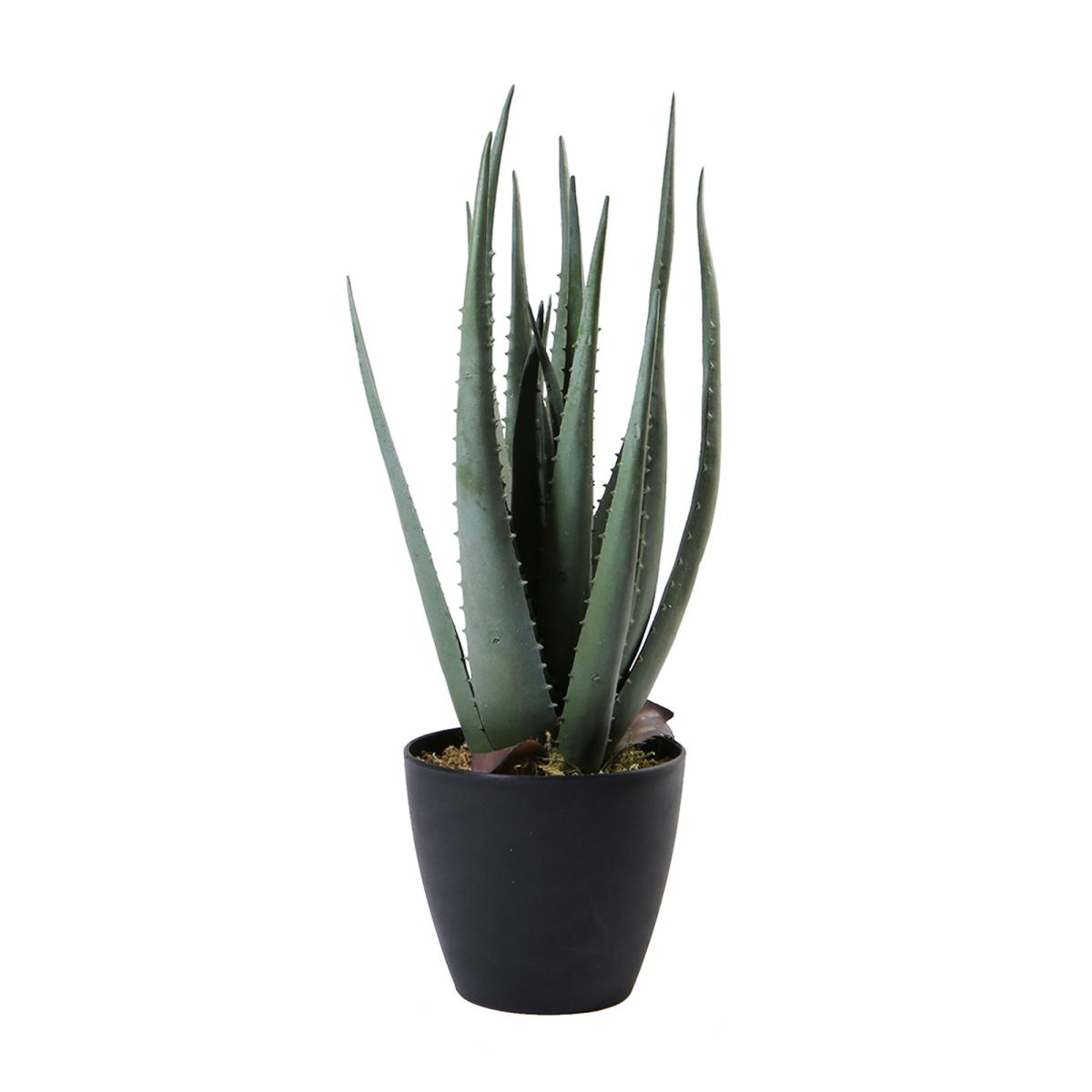 Aloe im Topf