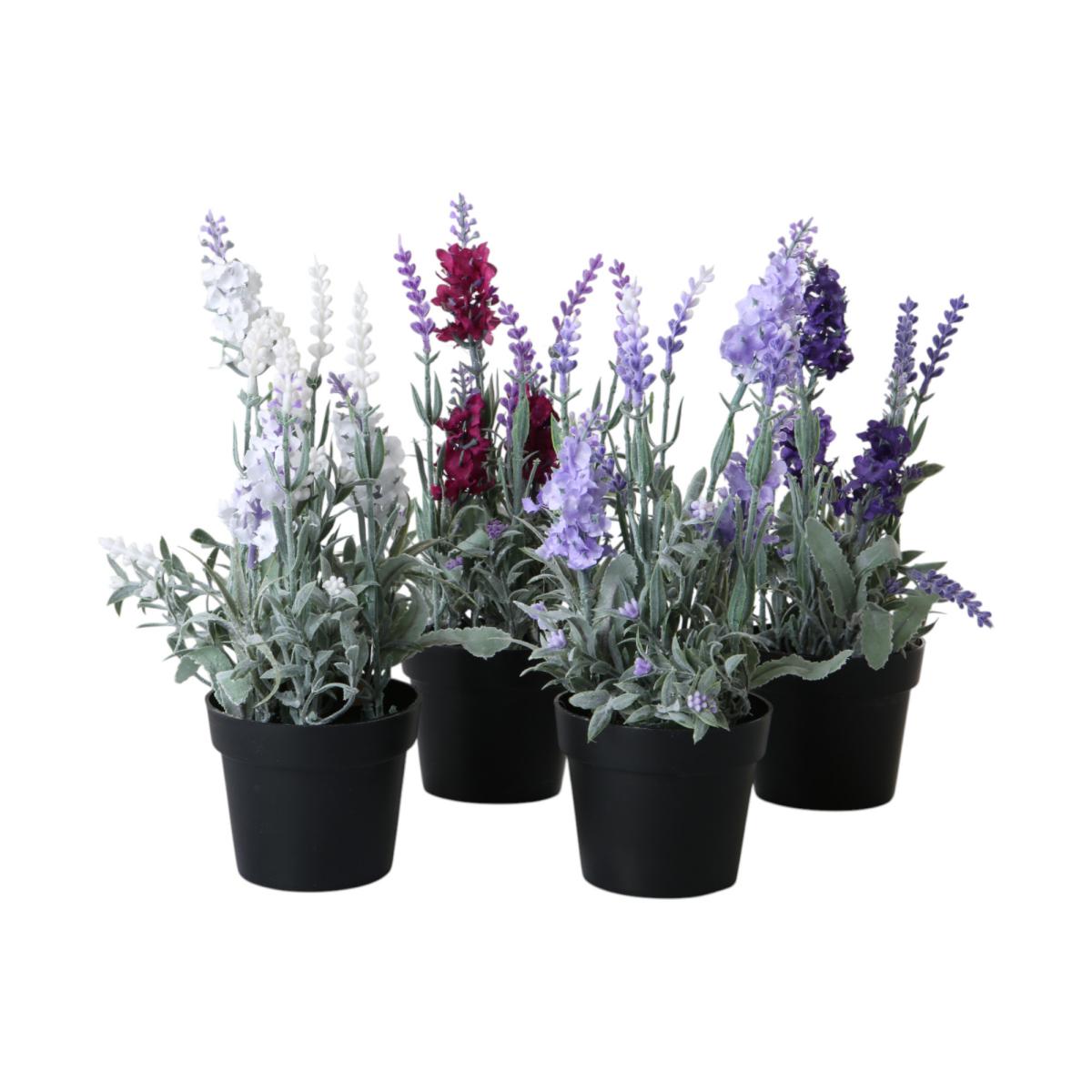 Lavendel im Topf Farbmix