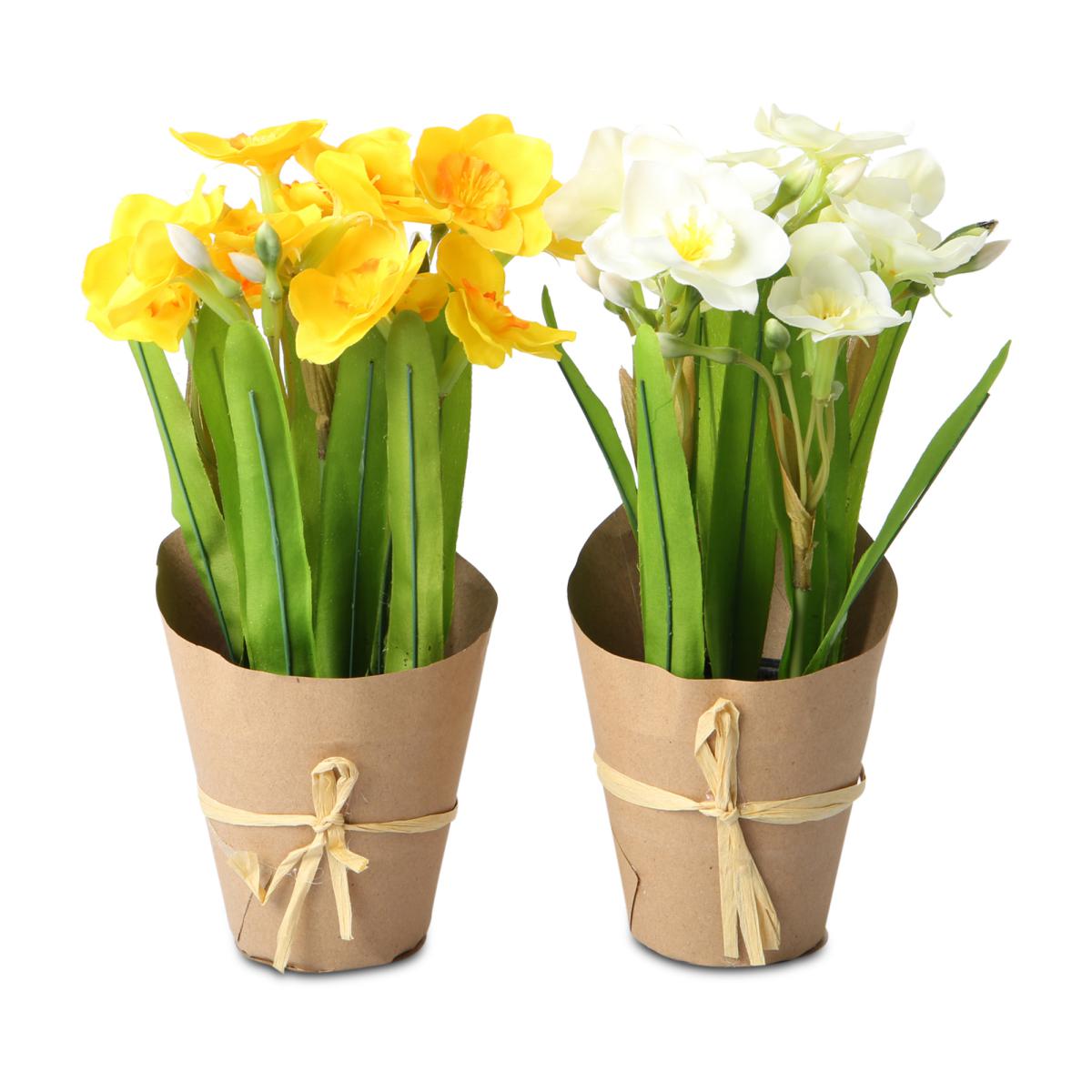 Narzisse im Papiertopf Farbmix