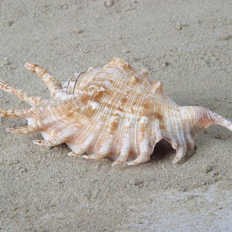 Muschel Millepeda 11-14cm