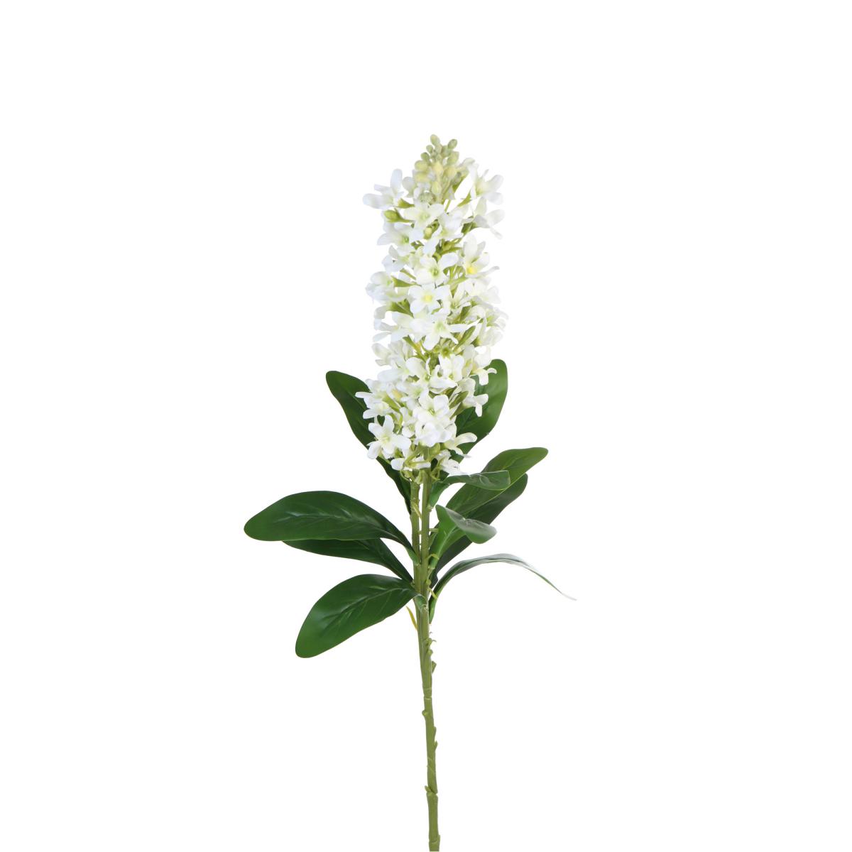 Stephanotis Einstieler