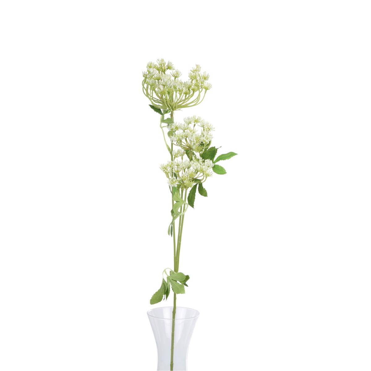 Viburnum Opulus Einstieler