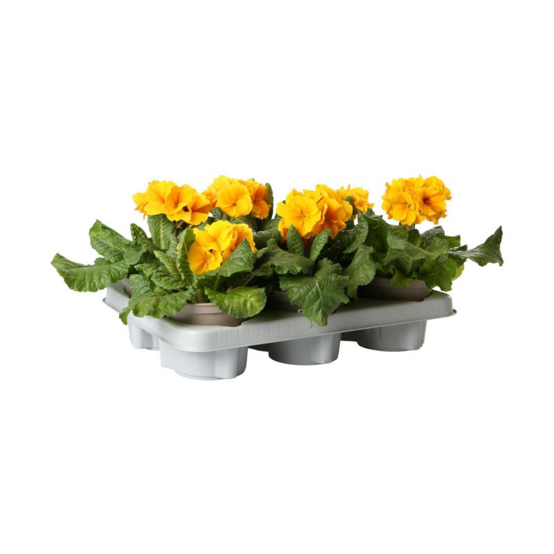 Primula elatior T 12