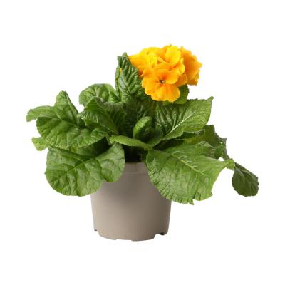 Primula elatior T 12