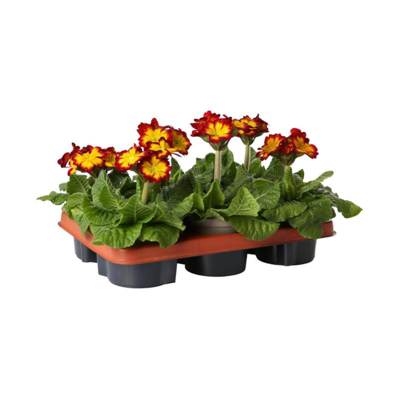 Primula elatior T 12