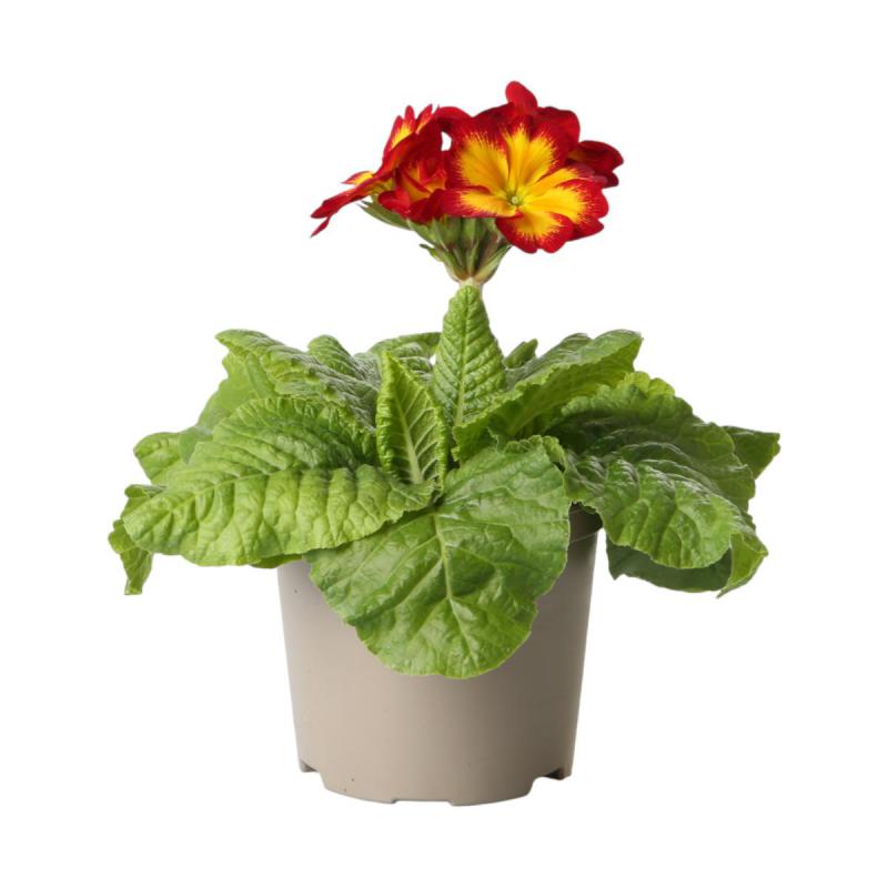 Primula elatior T 12