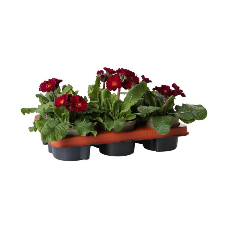 Primula elatior T 12