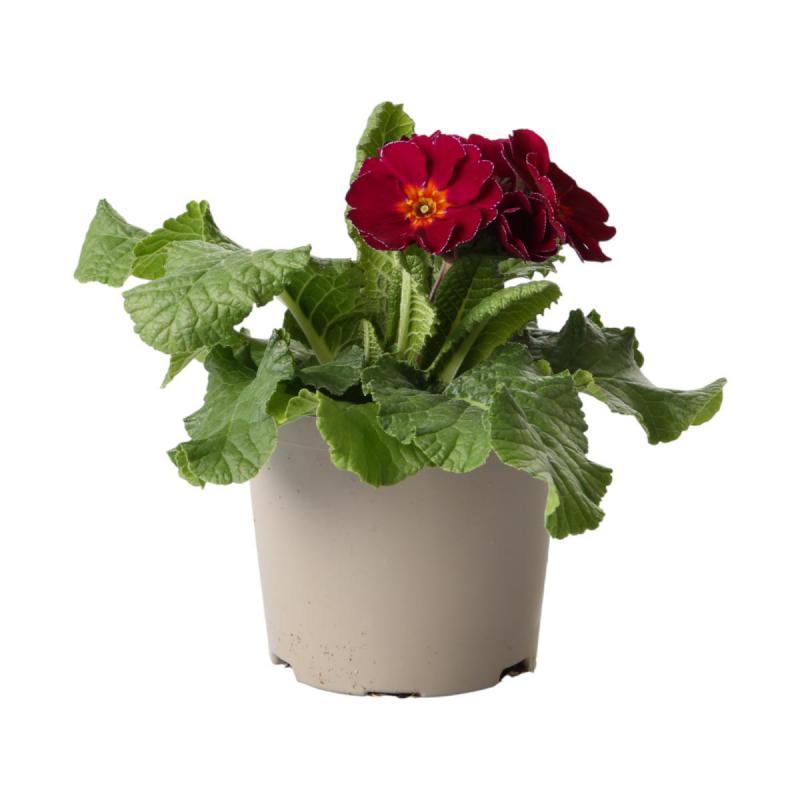 Primula elatior T 12