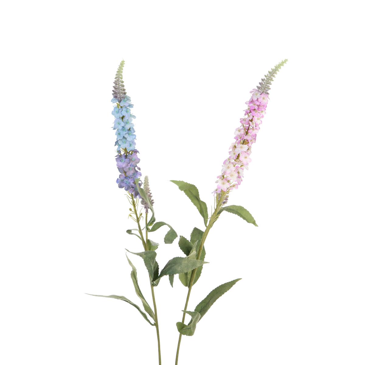 Salbei Einstieler Farbmix