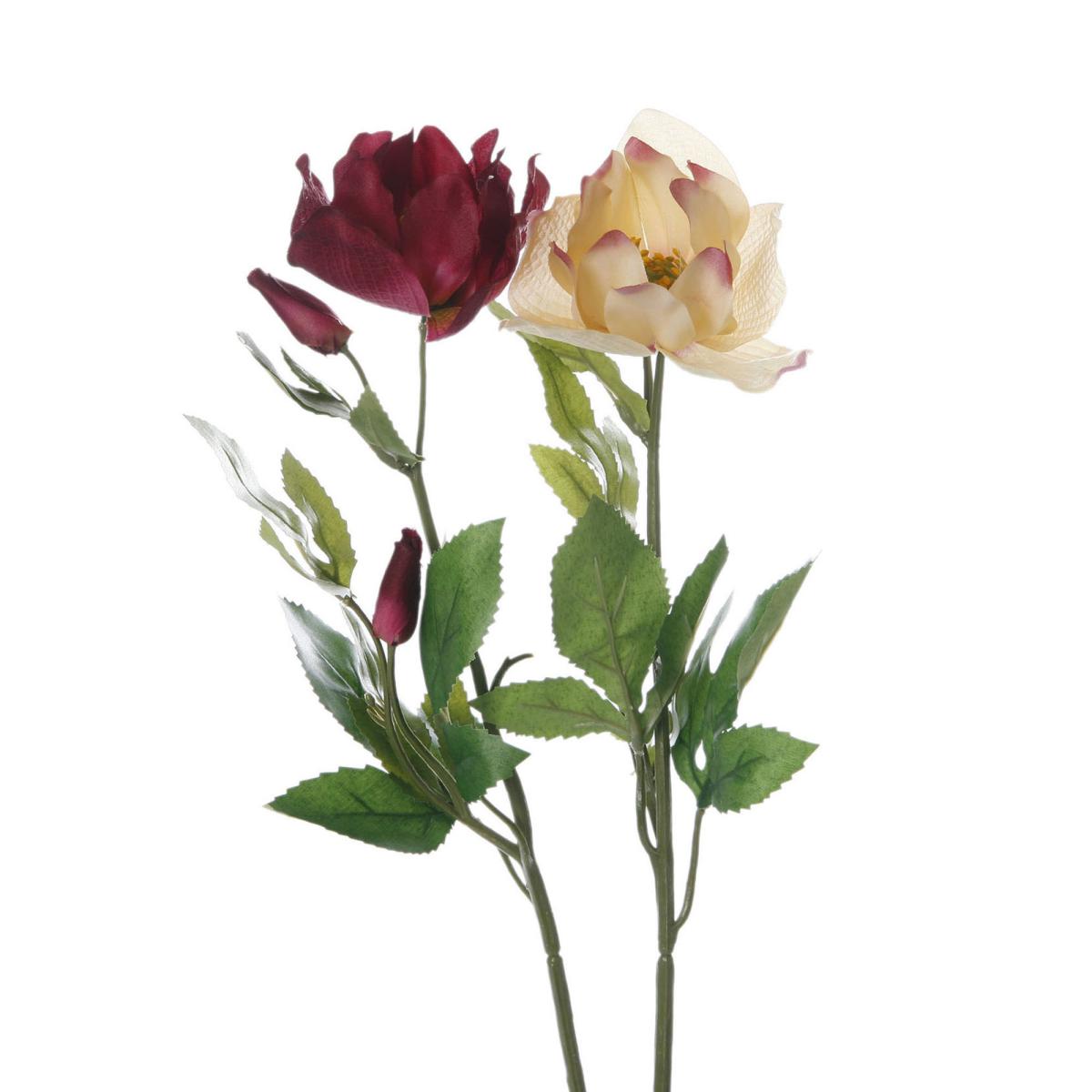 Helleborus-Einstieler Farbmix