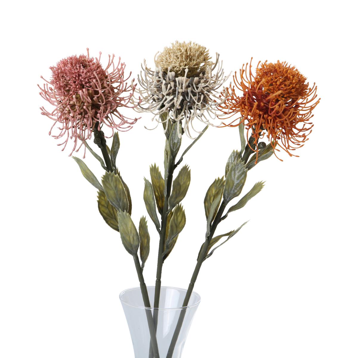 Protea-Einstieler Farbmix (3 Farben)