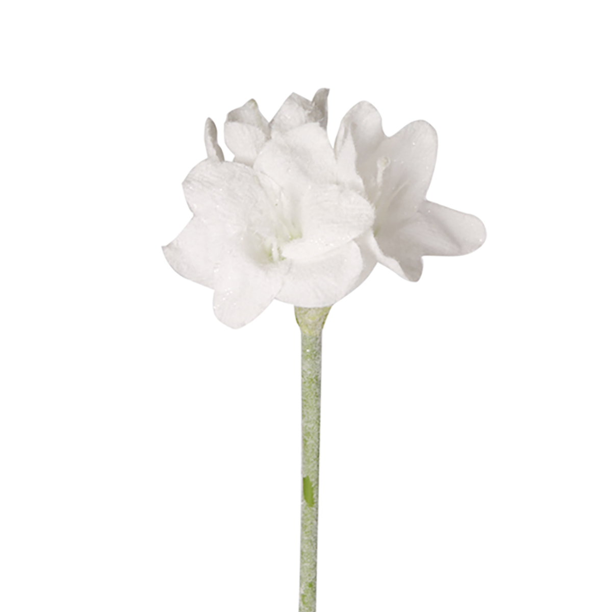 Amaryllis-Einstieler Eisoptik