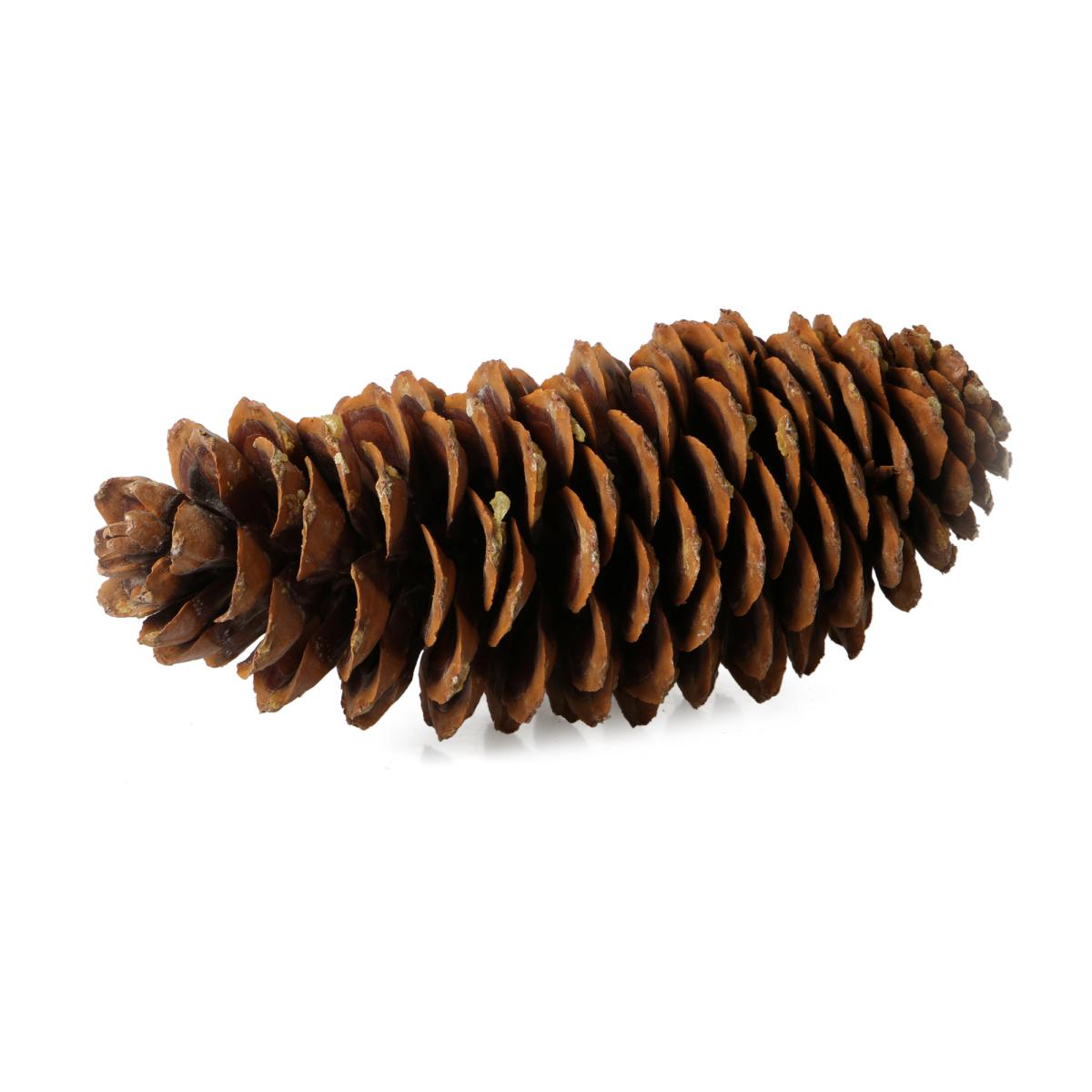 Sugar Pine cones natur