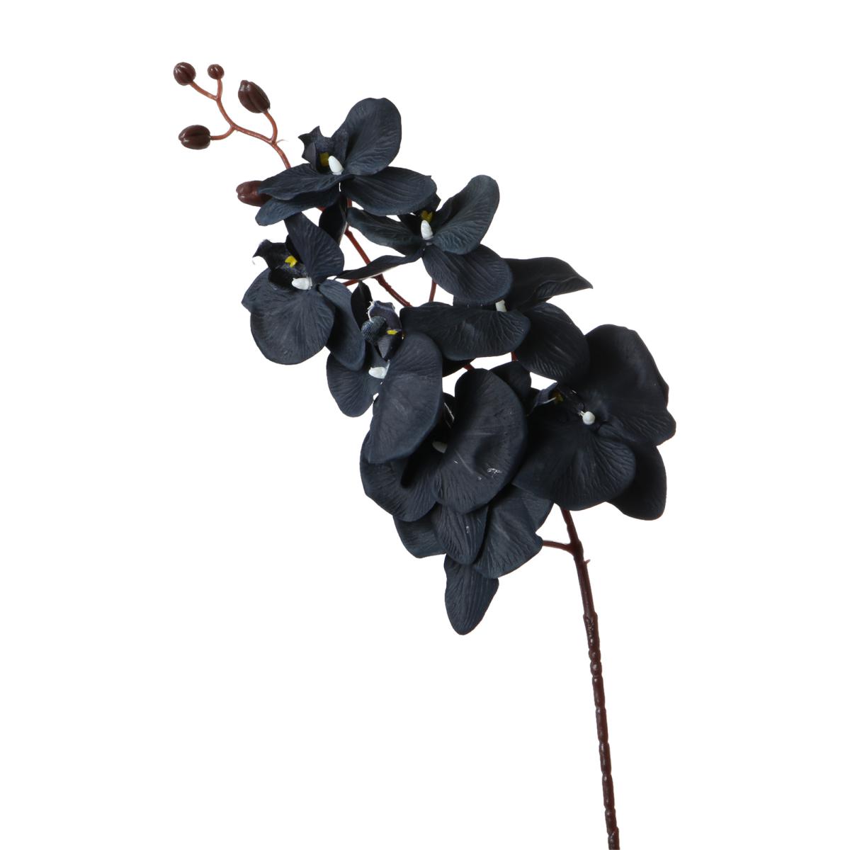 Phalaenopsis-Einstieler schwarz