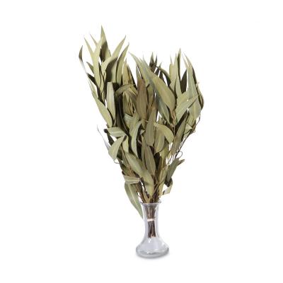 Eucalyptus Zweige 50-70cm