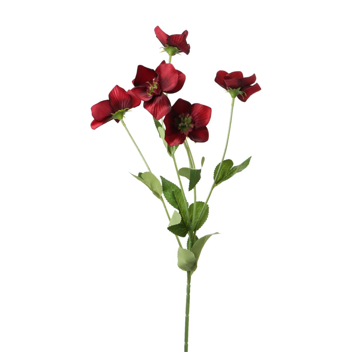 Helleborus-Einstieler rot