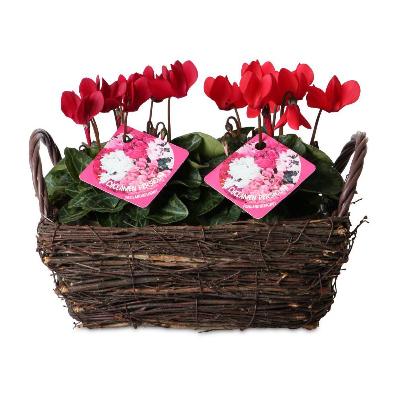 Pflanzkorb rechteckig mit Henkel