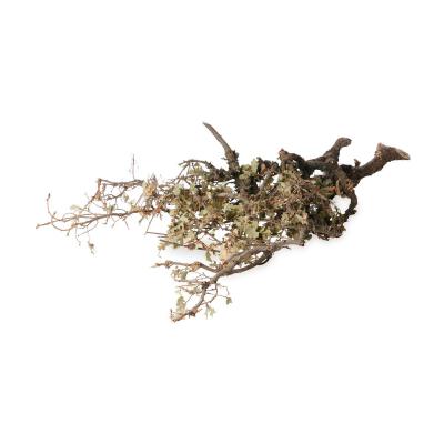 Steinmoos-Zweig 50-60cm